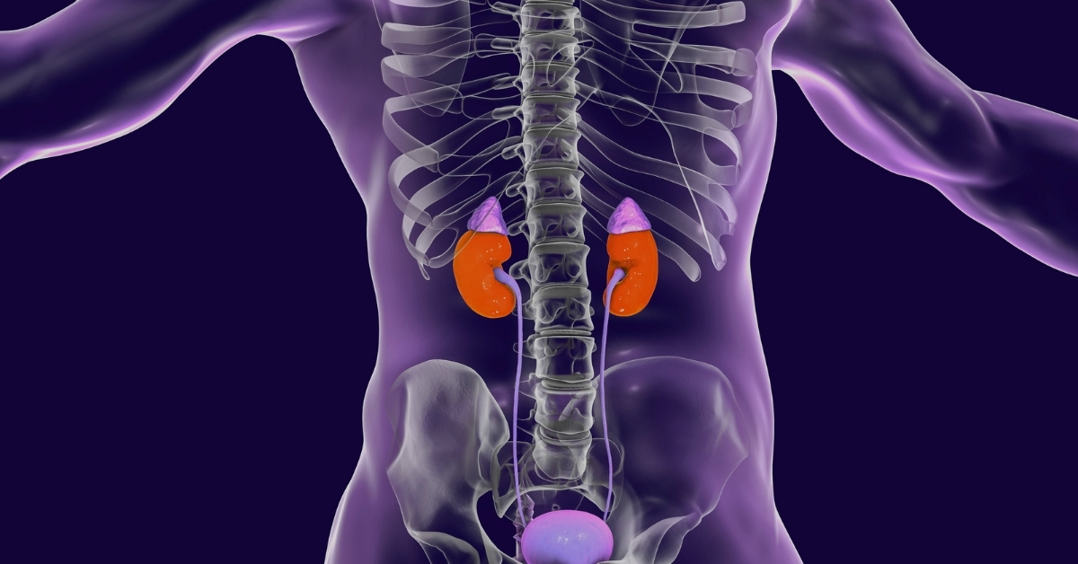 Adrenal Glands Article by EVOLVE