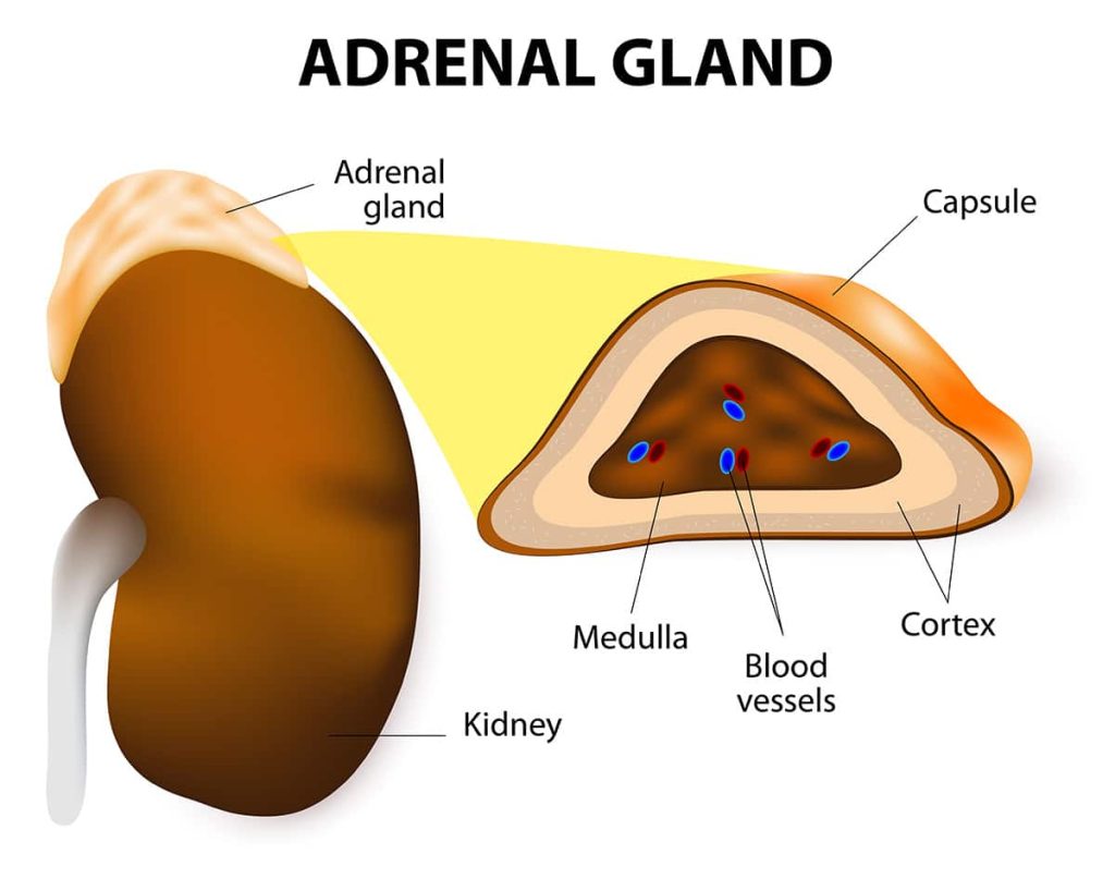 Adrenal Gland Diagram